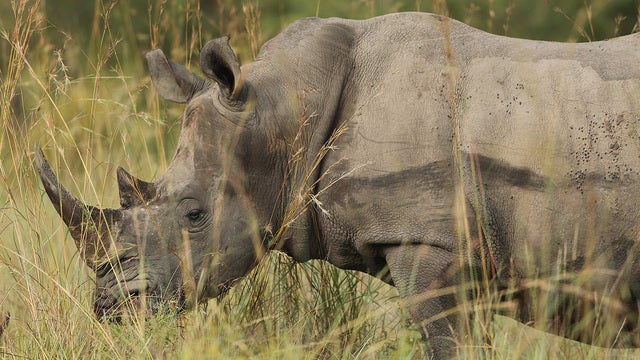 Rhino poacher trampled by elephants, eaten by lions in Africa, report says