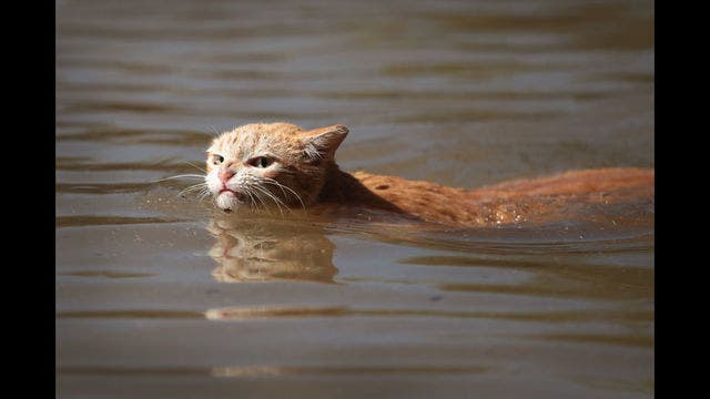Fed-up feline swims through Hurricane Harvey floodwaters