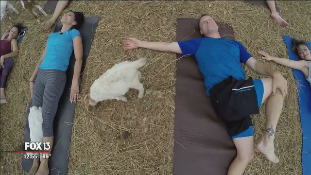 Goat yoga is magical and unwinding