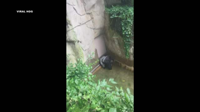 Vigil called at Cincinnati Zoo in tribute to slain gorilla