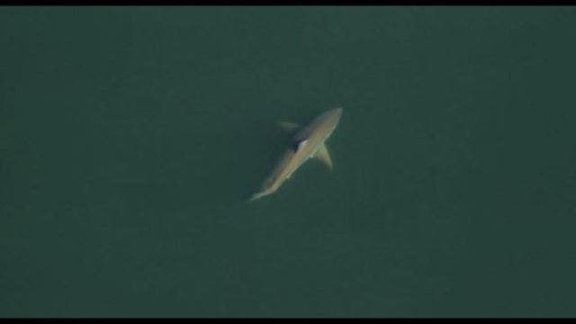 Great white shark spotted near the Florida coast