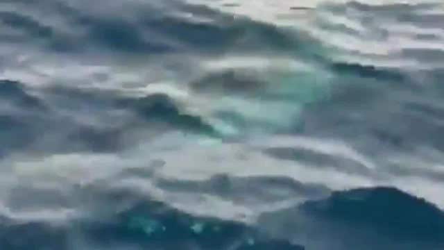 Sight-seeing tour spots great white shark off Keys