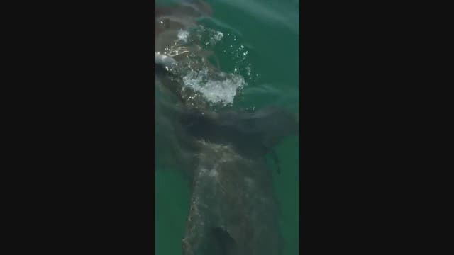 Battle between hammerhead shark and tarpon seen near Anna Maria Island