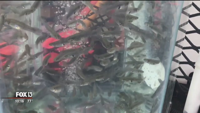 Hillsborough County hands out free mosquito fish to combat pest problem