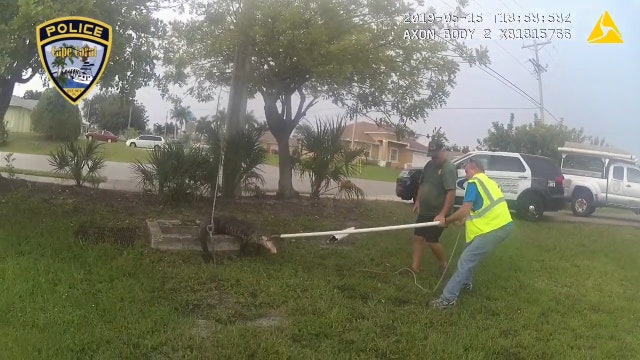 Hissing heard inside Florida sewer turned out to be a trapped gator