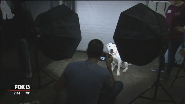 Hometown Heroes: Photographer helps Tampa's adoptable dogs