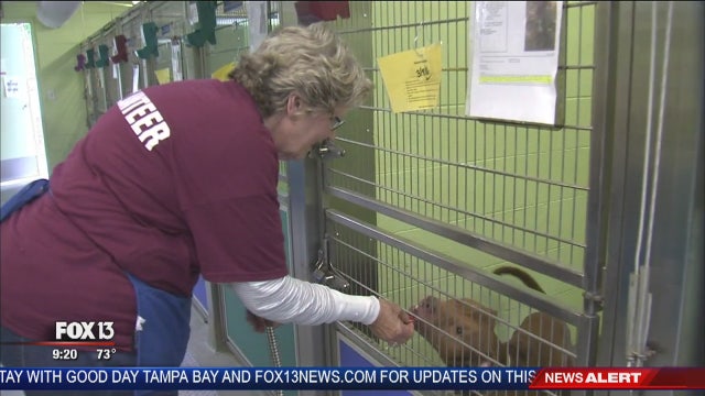 Hometown Heroes: 'Lucky Dog Lady'