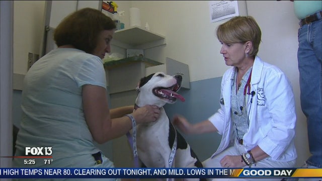 Hometown Heroes: A dog's life saved