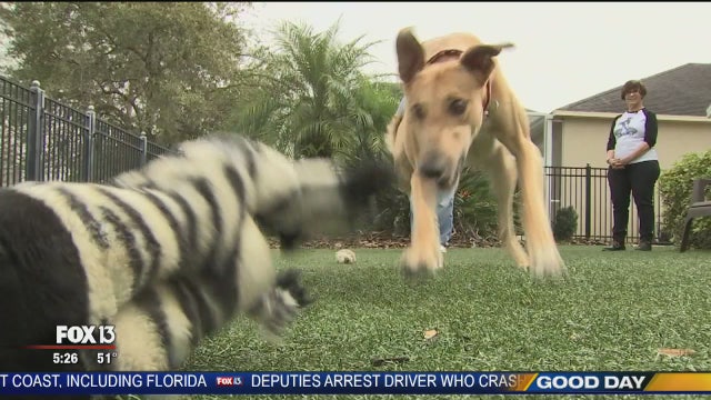 Hometown Heroes: Greyhound rescue
