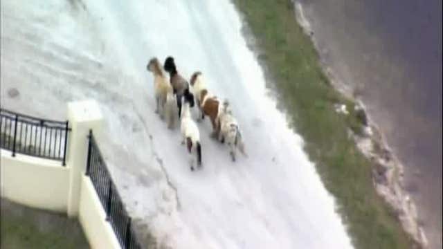 Ponies run loose near Florida highway