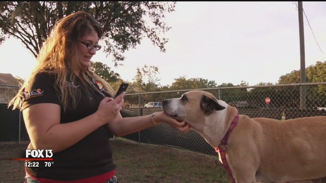 Lost pet? There's an app for that