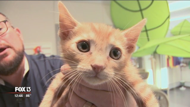 Humane Society of Polk County hopes to win $50,000 in fundraising competition
