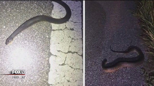 Hundreds of snakes invade Sarasota road
