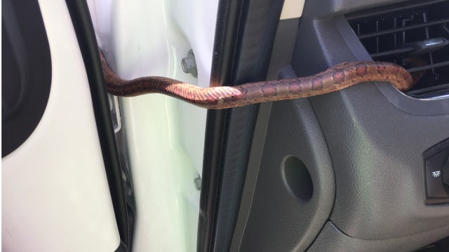 Snake slithers from A/C vent of Venice woman's car