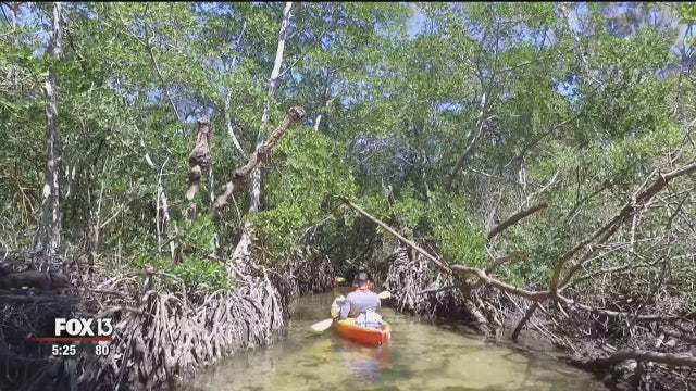 Paddle your way through Lido Key's natural tunnels
