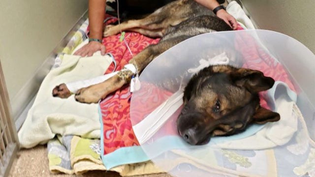K9 Titan recovering after being shot by suspect in St. Petersburg