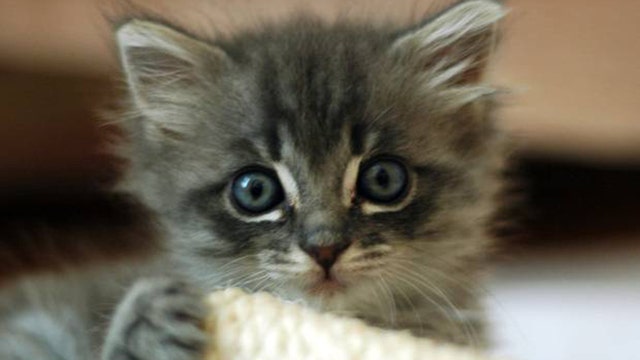 Kitten cuddlers needed at Miami-Dade animal shelter