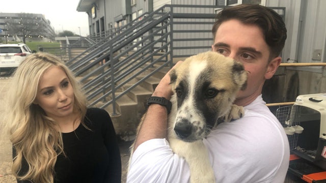 Army sergeant reunited with dog he met in Iraq at Austin airport