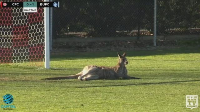Kangaroo stops play during Australian women's soccer match