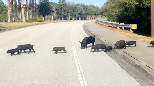 Piggy parade stops traffic in Lakewood Ranch