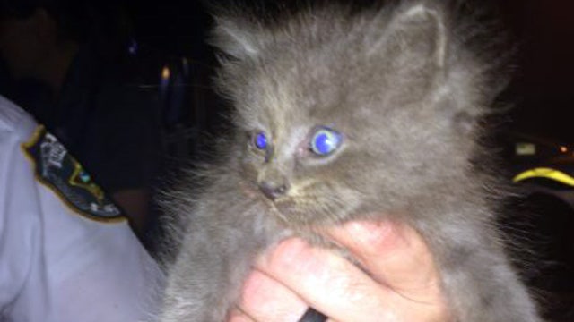 Deputies rescue kitten from sewer