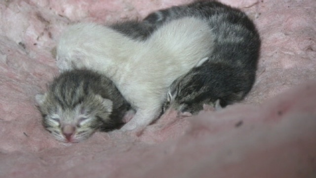 Kittens found in Merritt Island office ceiling
