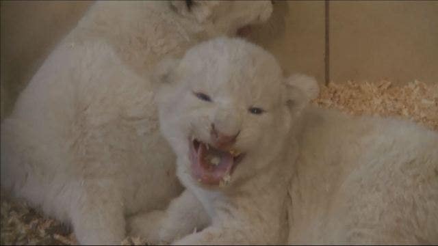 4 white lions, 3 white tigers born in zoo in Poland