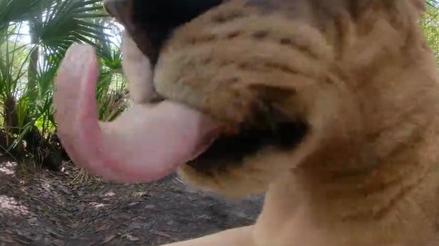Big Cat Rescue lioness plants a big, wet one on camera in sweet video