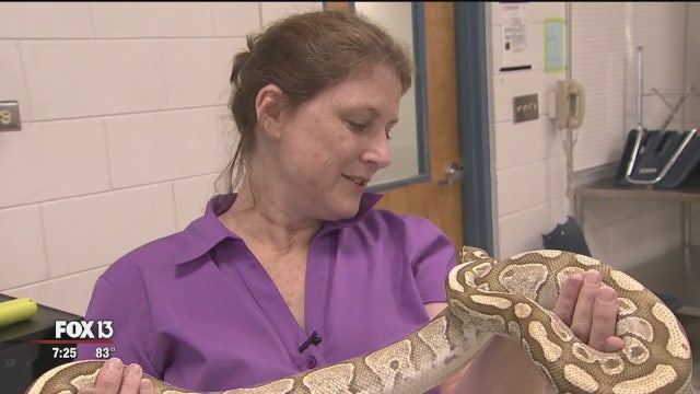 Safety Harbor woman breeds ball pythons as pets