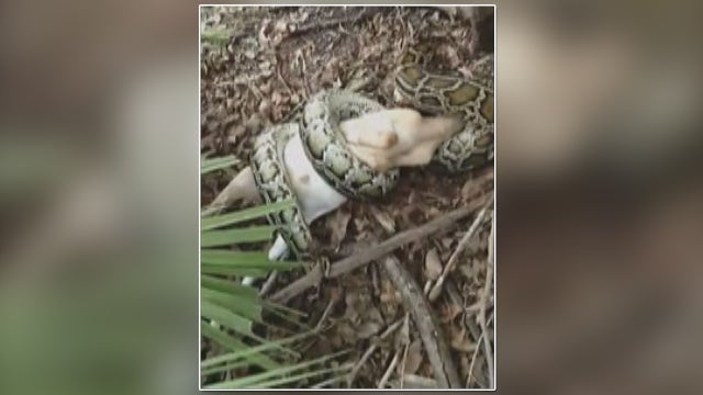 Florida man shoots python attacking his goat