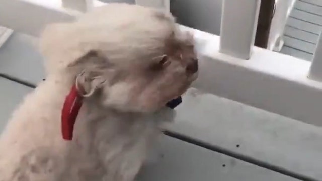 Watch: Brave Maltese faces winds of Hurricane Florence