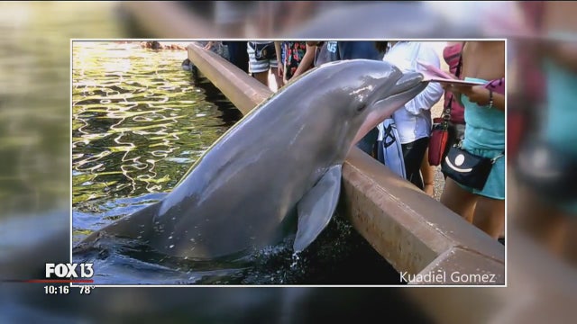 Photographer catches SeaWorld dolphin grabbing woman's iPad