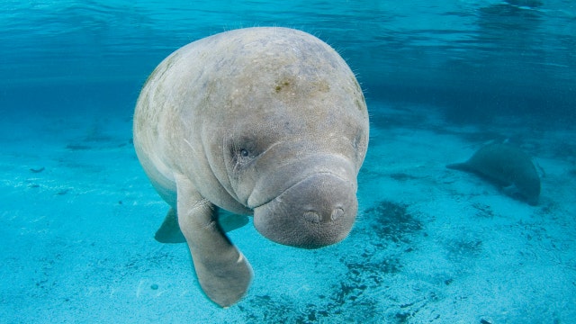 Fun facts for Manatee Appreciation Day