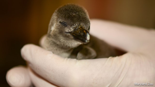 Maryland Zoo celebrates 1,000th baby African penguin hatching