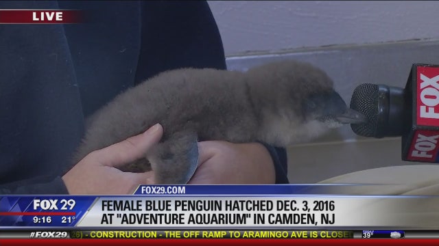 Adventure Aquarium has first little blue penguin chick