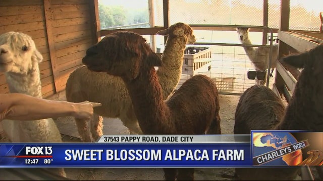 Public can meet alpacas at Dade City farm