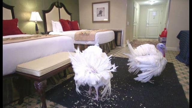 Minnesota turkeys get luxury treatment in D.C. before Thanksgiving pardon