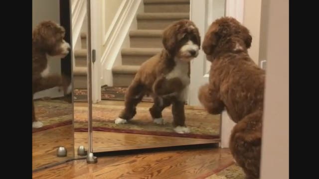 Mirror hilariously sends confused pup into tailspin