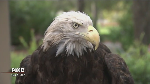 Birds at Narrows Nature Center help veterans with PTSD