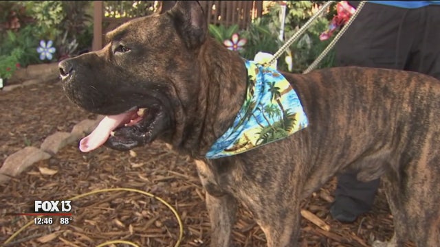 Bay Area pet shelters host 'National Dog Appreciation Day' event