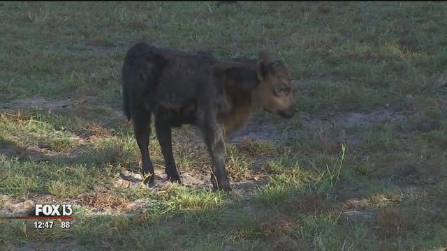 Newborn Dexter calf born during Hurricane Irma at Giraffe Ranch