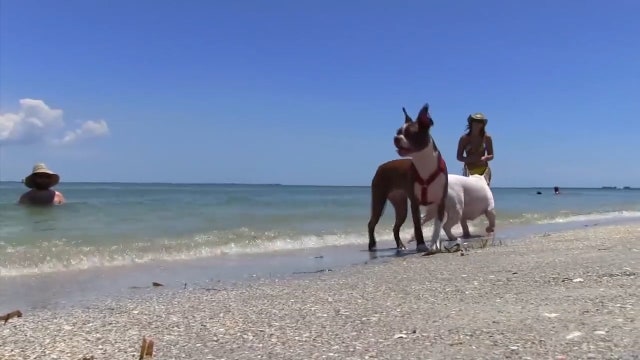 One Tank Trip: Spend a full day with your dog in St. Pete