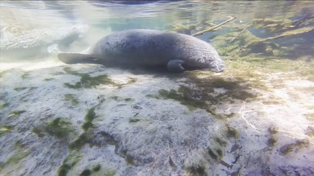 One Tank Trip: Paddleboarding with manatees and SUP Weeki
