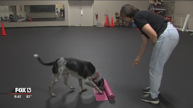 On the Job: DogSense Obedience makes training fun
