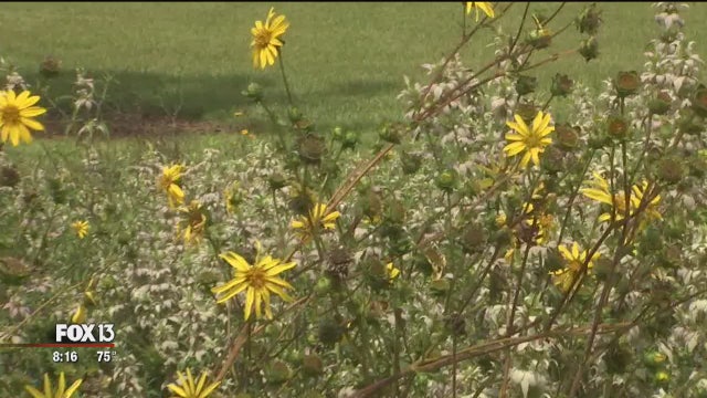 One Tank Trip: Bok Tower Gardens