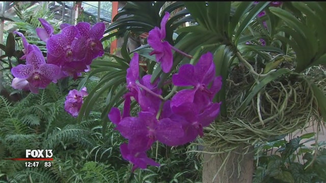 'Orchid Show' at Selby Gardens is full of life