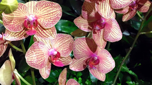 Sneak peek of the Orchid Show at Selby Gardens