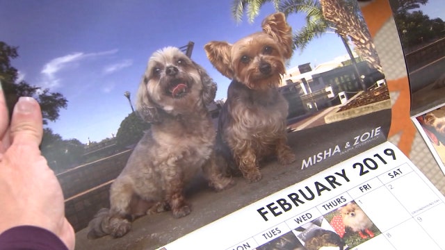 Senior pets show why they're the perfect pets in Humane Society calendar