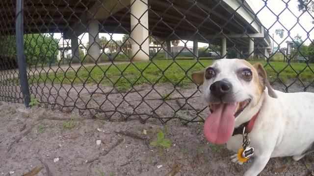 St. Pete pet shelter will let you take dogs out on day trips