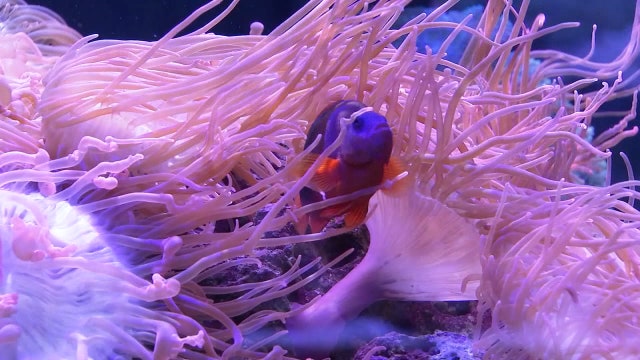 Mote Marine places research on full display at public aquarium